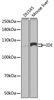Anti-IDE Antibody