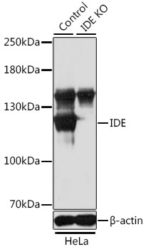 Anti-IDE Antibody