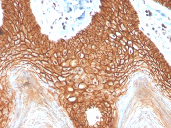 Anti-E Cadherin Antibody [CDH1/4398R] - BSA and Azide free