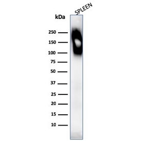Western blot testing of human spleen lysate with CD45RB antibody (clone SPM569).