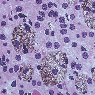 Amphiuma Liver, sec. 7 µm H&E Microscope Slide