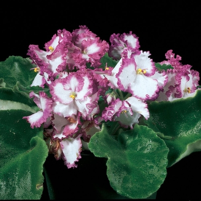 African Violet (Saintpaulia ionantha)