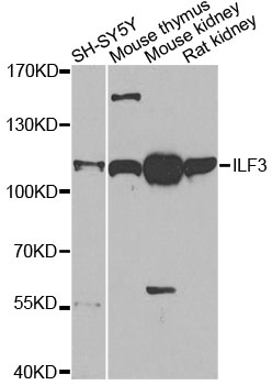 Anti-ILF3 Antibody