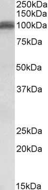 Anti-Glutamate Receptor 1 (AMPA subtype) Antibody