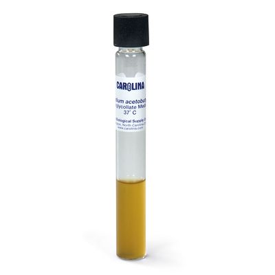 Clostridium acetobutylicum, Living, Tube