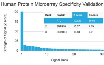 Analysis of HuProt(TM) microarray containing more than 19,000 full-length human proteins using FTL antibody. These results demonstrate the foremost specificity of the FTL/1387 mAb.<BR>Z- and S- score: The Z-score represents the strength of a signal that an antibody (in combination with a fluorescently-tagged anti-IgG secondary Ab) produces when binding to a particular protein on the HuProt(TM) array. Z-scores are described in units of standard deviations (SD's) above the mean value of all signals generated on that array. If the targets on the HuProt(TM) are arranged in descending order of the Z-score, the S-score is the difference (also in units of SD's) between the Z-scores. The S-score therefore represents the relative target specificity of an Ab to its intended target.