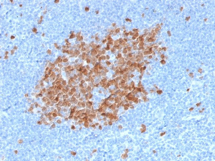 Anti-Thymidylate Synthase Antibody [TYMS/1884] - BSA and Azide free