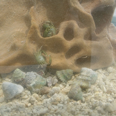 Large Algae Control Set, Living