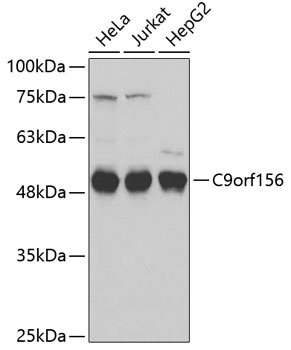 Anti-C9orf156 Antibody