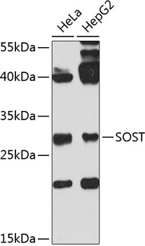 Anti-SOST Antibody
