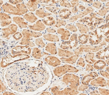 IHC testing of FFPE human kidney tissue with RPS18 antibody.