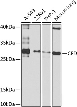 Anti-CFD Antibody