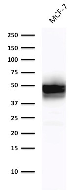 Anti-Cytokeratin 18 Antibody [DE-K18]