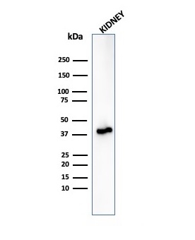 Anti-AMACR Antibody [rAMACR/6369]