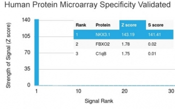 Analysis of HuProt(TM) microarray containing more than 19,000 full-length human proteins using NKX3.1 antibody (clone NKX3.1/3350). These results demonstrate the foremost specificity of the NKX3.1/3350 mAb. Z- and S- score: The Z-score represents the strength of a signal that an antibody (in combination with a fluorescently-tagged anti-IgG secondary Ab) produces when binding to a particular protein on the HuProt(TM) array. Z-scores are described in units of standard deviations (SD's) above the mean value of all signals generated on that array. If the targets on the HuProt(TM) are arranged in descending order of the Z-score, the S-score is the difference (also in units of SD's) between the Z-scores. The S-score therefore represents the relative target specificity of an Ab to its intended target.