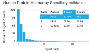 Analysis of HuProt(TM) microarray containing more than 19,000 full-length human proteins using recombinant ATG5 antibody (clone rATG5/2553). These results demonstrate the foremost specificity of the rATG5/2553 mAb.<BR>Z- and S- score: The Z-score represents the strength of a signal that an antibody (in combination with a fluorescently-tagged anti-IgG secondary Ab) produces when binding to a particular protein on the HuProt(TM) array. Z-scores are described in units of standard deviations (SD's) above the mean value of all signals generated on that array. If the targets on the HuProt(TM) are arranged in descending order of the Z-score, the S-score is the difference (also in units of SD's) between the Z-scores. The S-score therefore represents the relative target specificity of an Ab to its intended target.