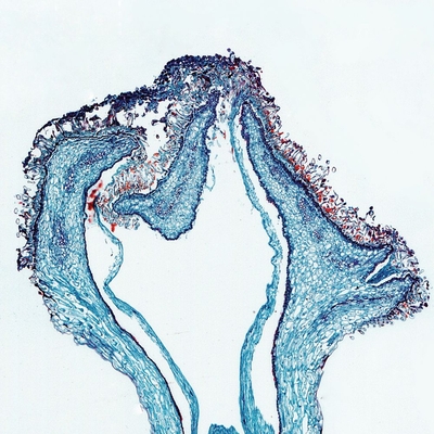 Lily Pollen Tubes, l.s., 12 µm Microscope Slide