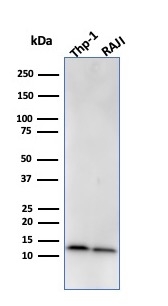 Anti-beta 2 Microglobulin Antibody [BBM.1] - BSA and Azide free