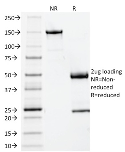 Anti-beta 2 Microglobulin Antibody [BBM.1] - BSA and Azide free