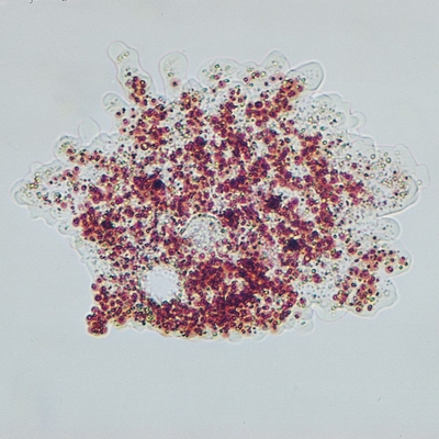 Amoeba proteus, Living, Vitachrome