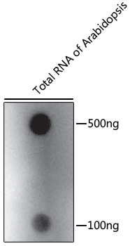 Anti-m6A Antibody