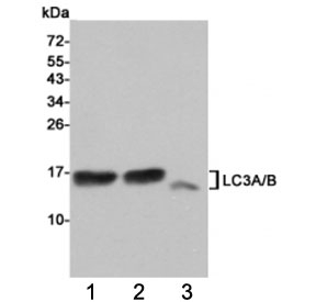 Western blot testing of 1) rat cerebral cortex, 2) rat brain and 3) human HeLa cell lysates using LC3A/B antibody at 1:1000. Predicted molecular weight: ~14 kDa (LC3A) and ~15 kDa (LC3B).