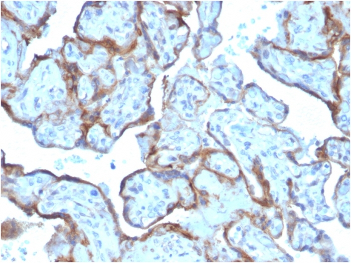 Anti-MMP3 Antibody [MMP3/2806] - BSA and Azide free