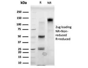 SDS-PAGE analysis of purified, BSA-free MBD3 antibody (clone PCRP-MBD3-1C4) as confirmation of integrity and purity.