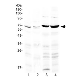 Western blot testing of 1) rat lung, 2) mouse lung, 3) human A549 and 4) human HeLa lysate with PPAR gamma antibody at 0.5ug/ml. Predicted molecular weight: 54-57 kDa, observed here at ~67 kDa.