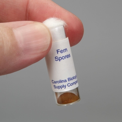 Fern Spores, Living