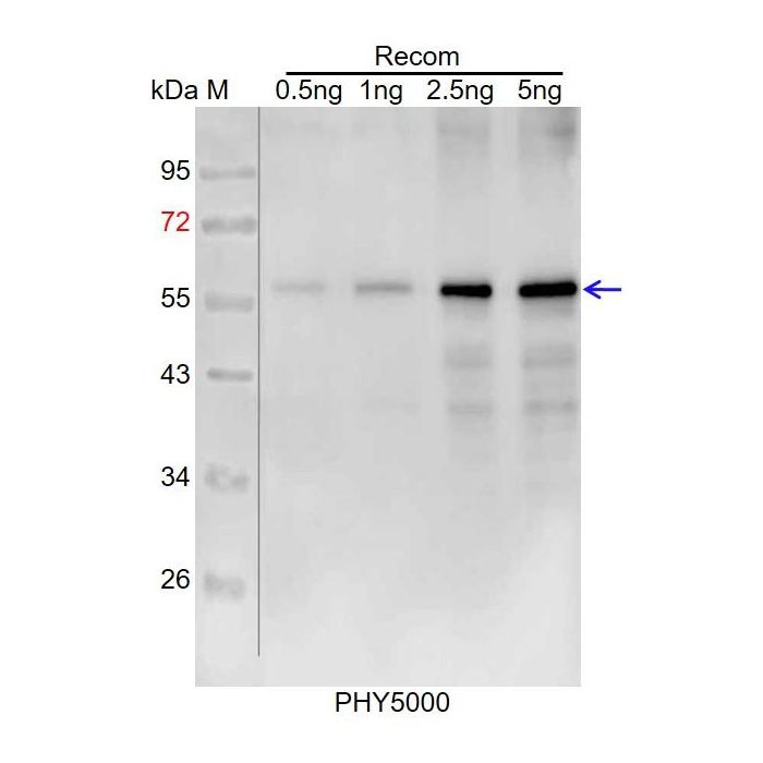 DYKDDDDK / Anti-DYKDDDDK Tag Antibody