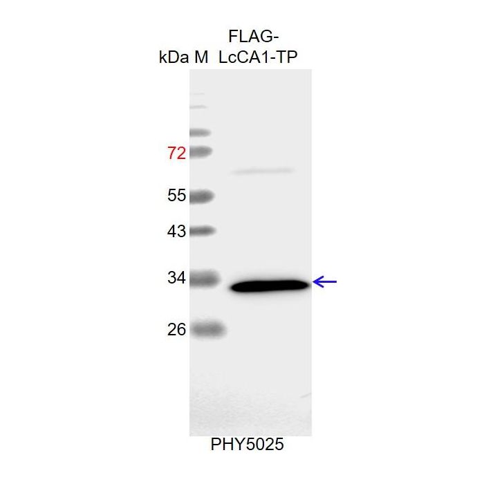 DYKDDDDK / Anti-DYKDDDDK Tag Antibody
