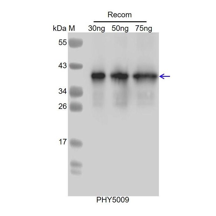DYKDDDDK / Anti-DYKDDDDK Tag Antibody