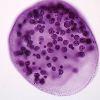 Volvox Sexual Stages and Zygotes, w.m. Microscope Slide