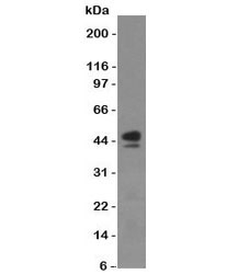 Western blot of human spleen lysate with anti-CD63 antibody (SPM524)