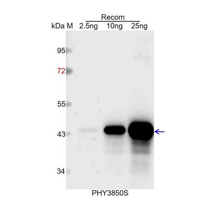 HSP17.6C / Anti-17.6 KDa Class I Heat Shock Protein 3 Antibody