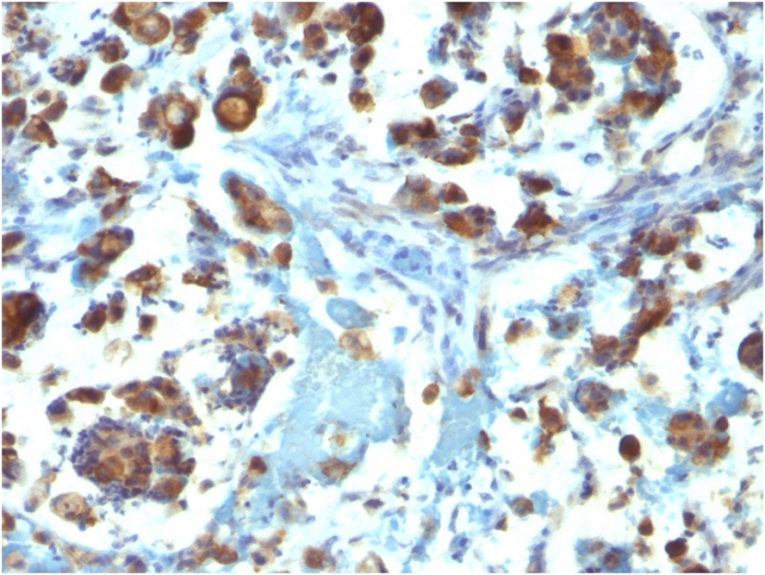 Anti-MUC3 Antibody [M3.1]