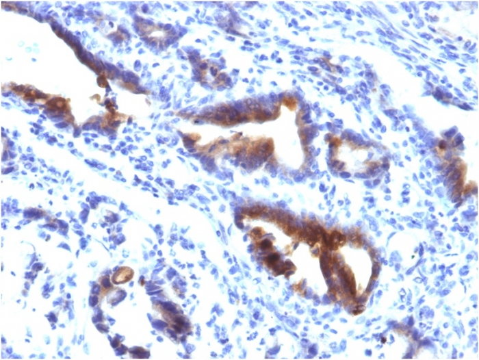Anti-MUC3 Antibody [M3.1]