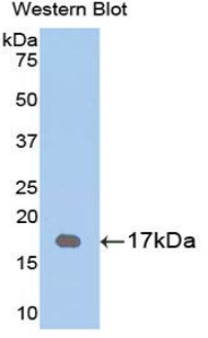 Western Blot; Sample: Recombinant protein.