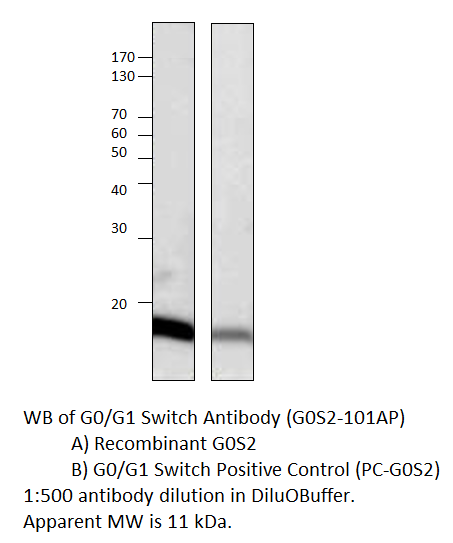 G0/G1 switch 2 Positive Control