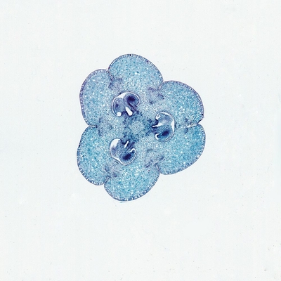 Lily Ovulary, General Structure, c.s., 12-20 µm Microscope Slide