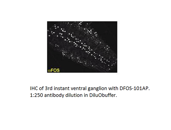 Anti-DFos Antibody