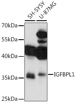 Anti-IGFBPL1 Antibody