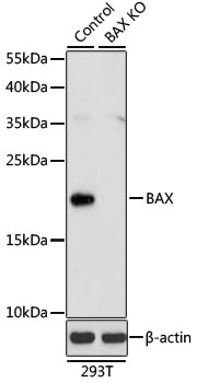 Anti-BAX Antibody