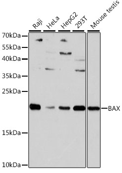 Anti-BAX Antibody