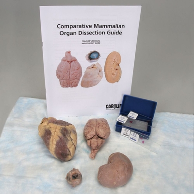 Comparative Sheep Organ Dissection Kit