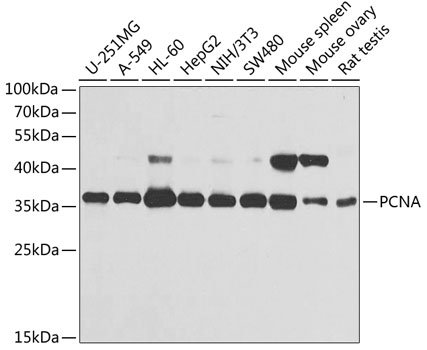 Anti-PCNA Antibody