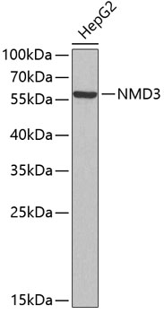 Anti-NMD3 Antibody