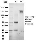 SDS-PAGE analysis of purified, BSA-free E2F6 antibody (PCRP-E2F6-1F8) as confirmation of integrity and purity.