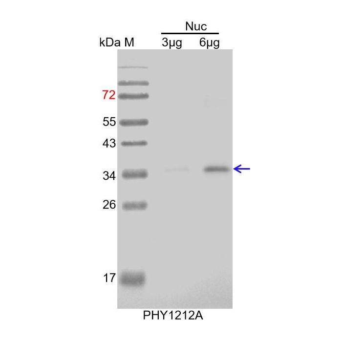 WRKY18 / Anti-WRKY Transcription Factor 18 Antibody